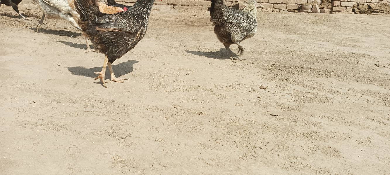 Desi Murgha Murghi Hen 7