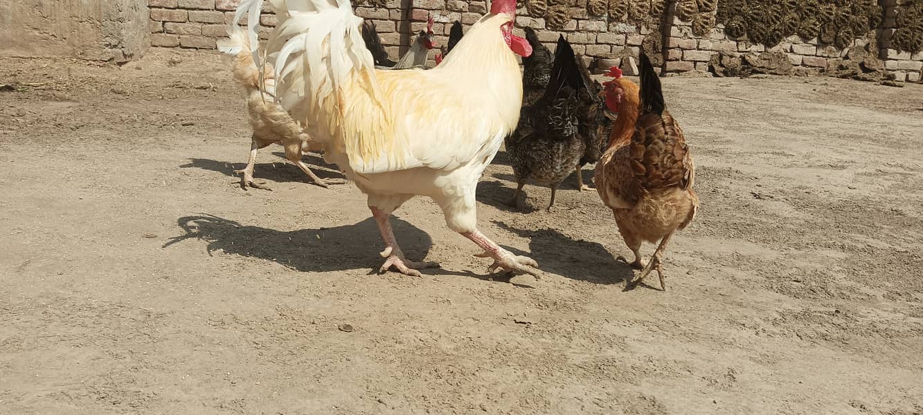 Desi Murgha Murghi Hen 8