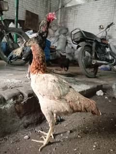 Aseel mianwali murge laying egg