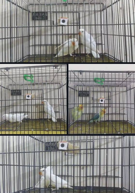 Albino Lovebirds Breader pairs 0