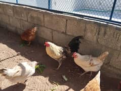 Desi / Golden Misri hen (egg laying)