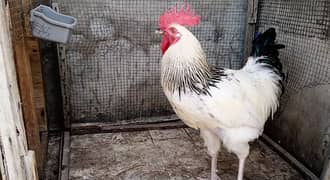 Young Healthy Light Sussex Cross Rooster for Sale