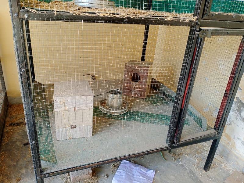 Aseel breeder cage 3