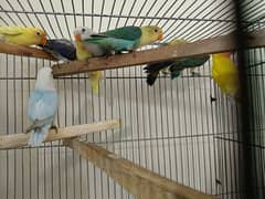 Lovebirds /albino / deceeno/ parblue/lutino/split