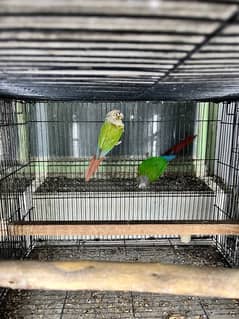 pineapple and green cheek breeder pair