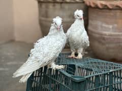 Frill Back Pigeon for sale