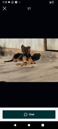 German shepherd puppies Double Coat Whatsapp 03010546336