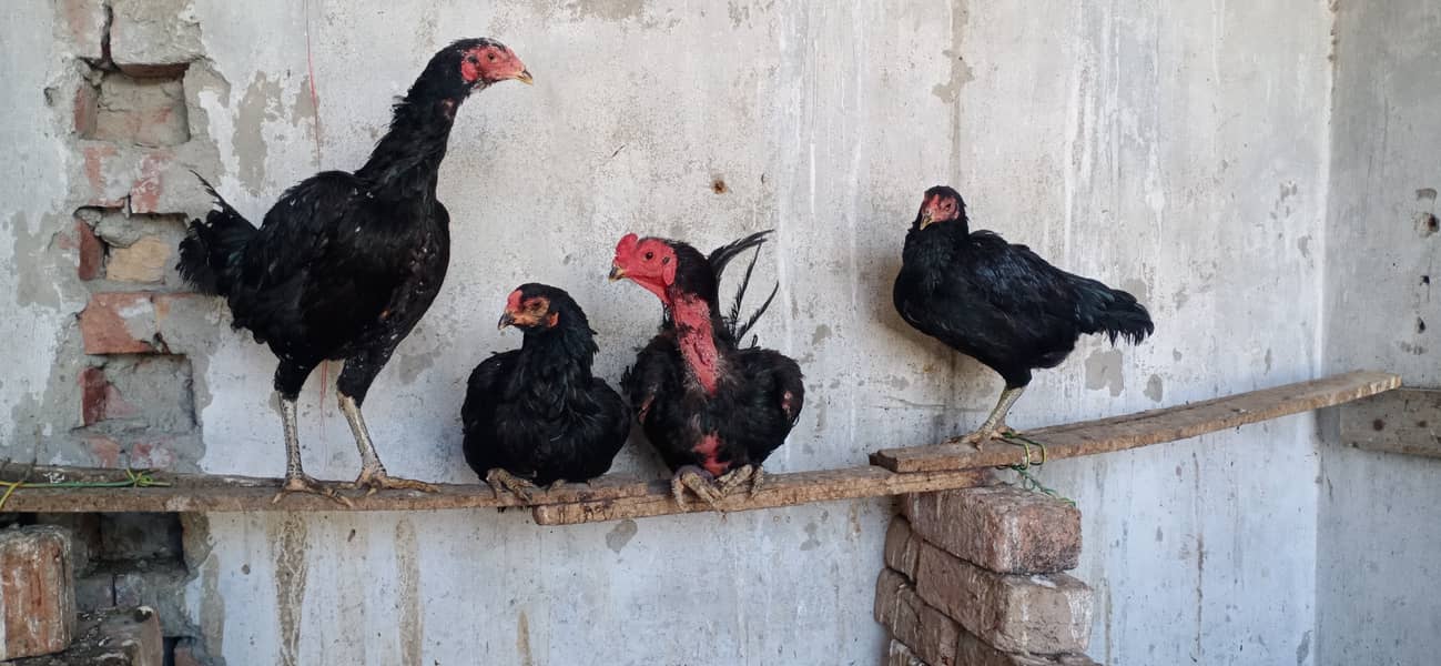 Thai aseel chicks 03224538032 1