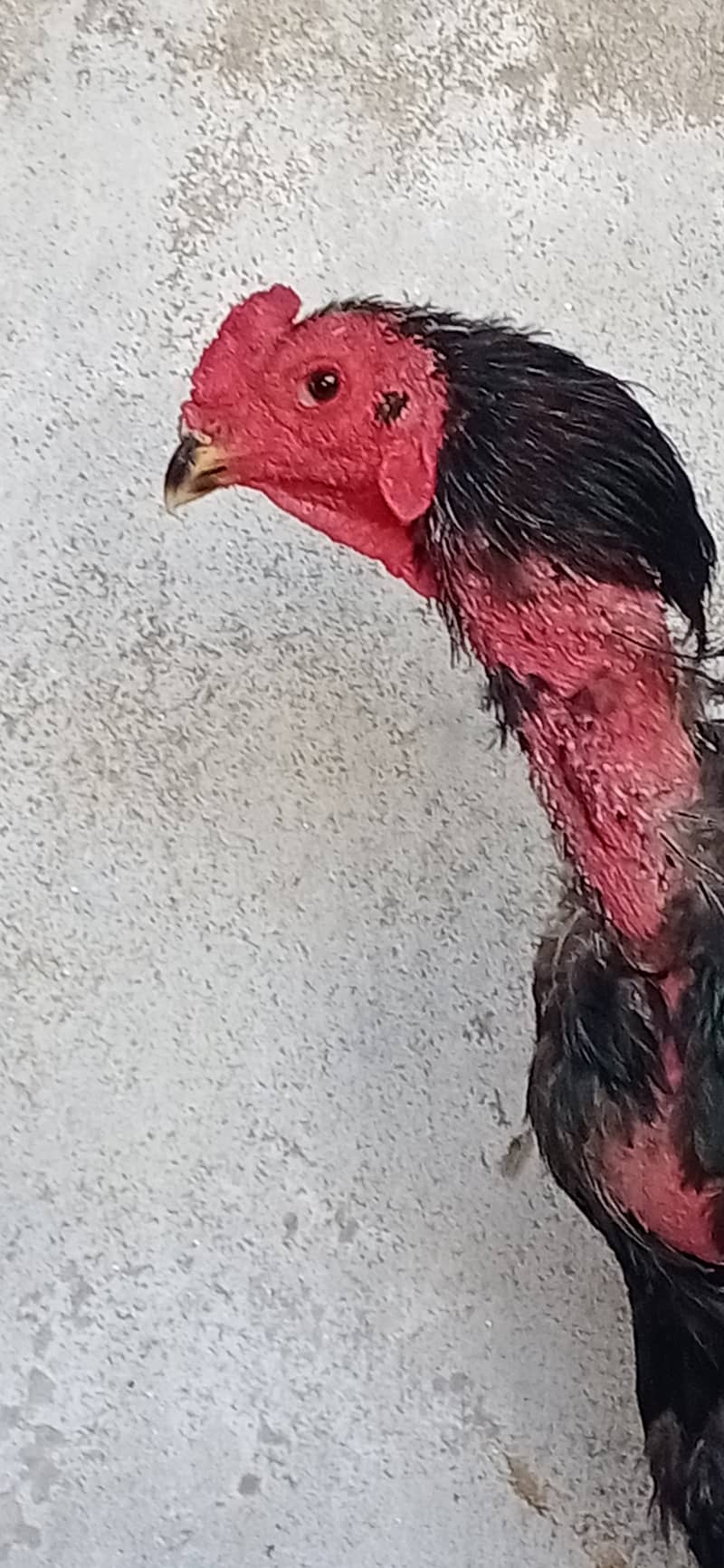 Thai aseel chicks 03224538032 2