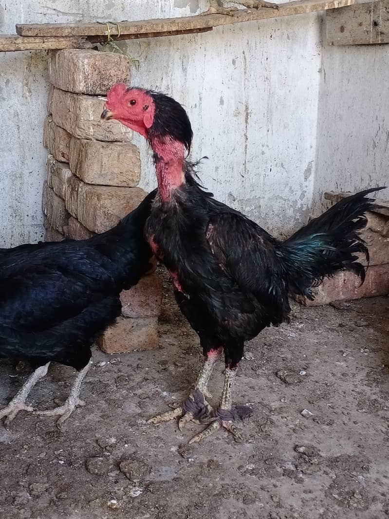 Thai aseel chicks 03224538032 3