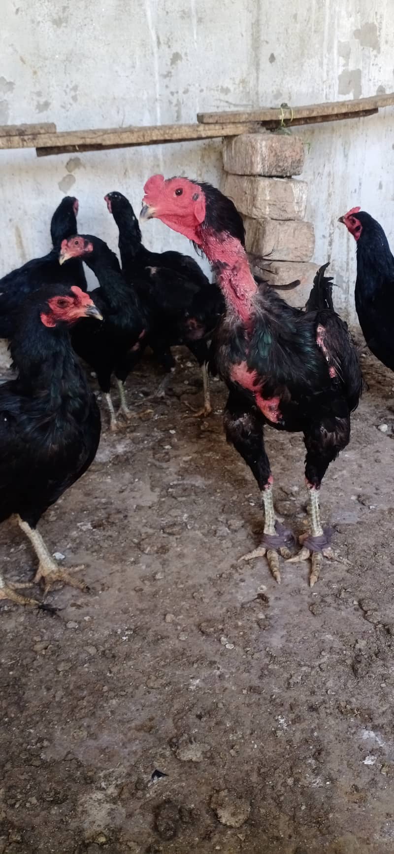 Thai aseel chicks 03224538032 5