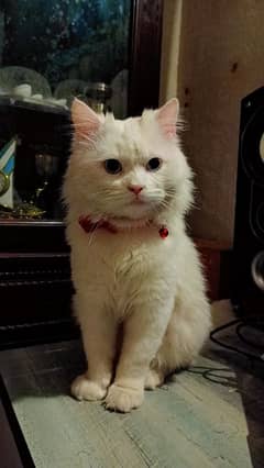 Persian cat, trained washroom