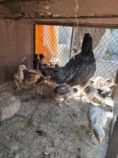 Aseel Mianwali chicks for sale