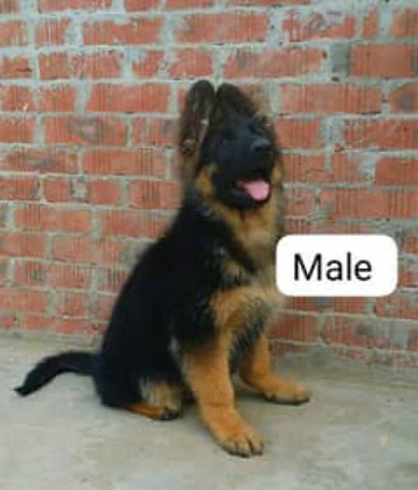 German shepherd puppies Double Coat Whatsapp 03221185228 1