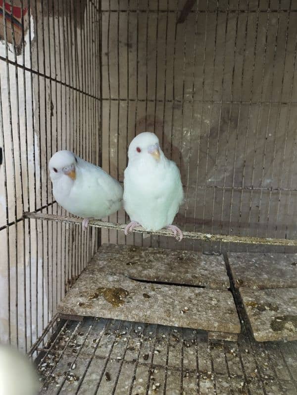 Australian red eye parrots for sale 2