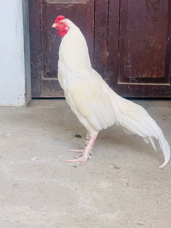 Breeder patha Urgent Forsale 0