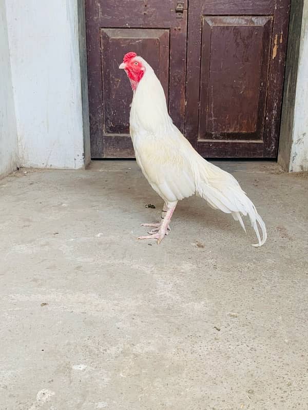 Breeder patha Urgent Forsale 2