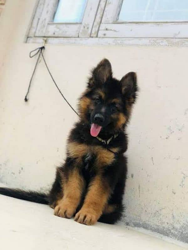 German shepherd puppies Double Coat Whatsapp 03010546336 0