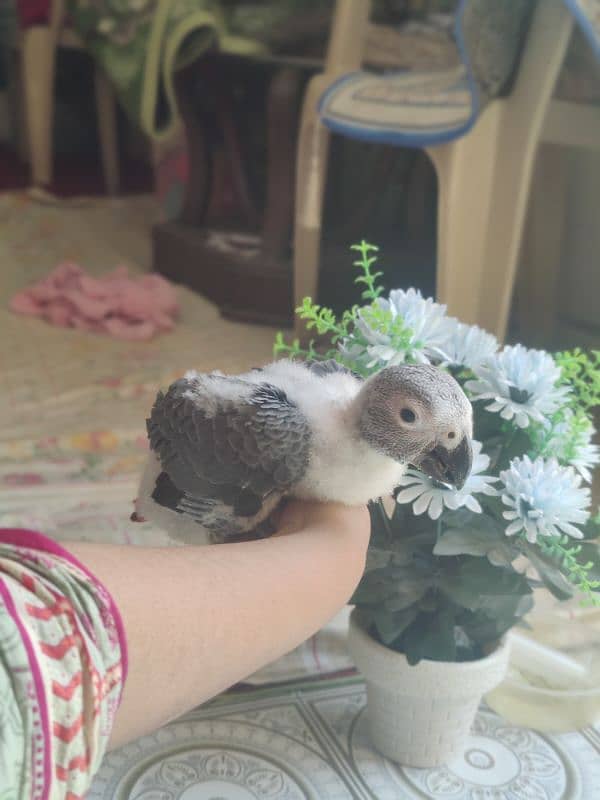 African Grey Chicks in Congo size 0