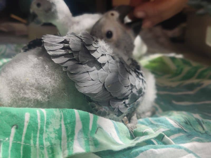 African Grey Chicks in Congo size 1