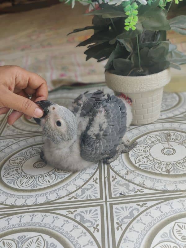 African Grey Chicks in Congo size 2