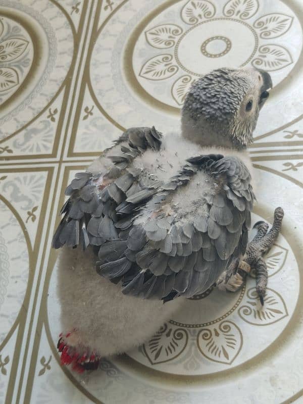 African Grey Chicks in Congo size 3