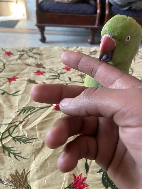 khatta parrot 2