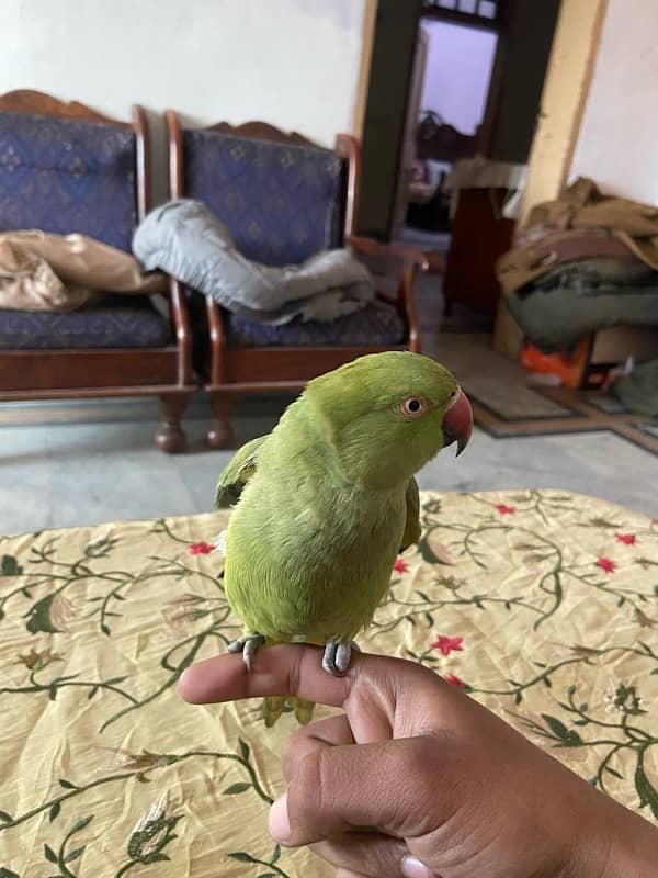 khatta parrot 3