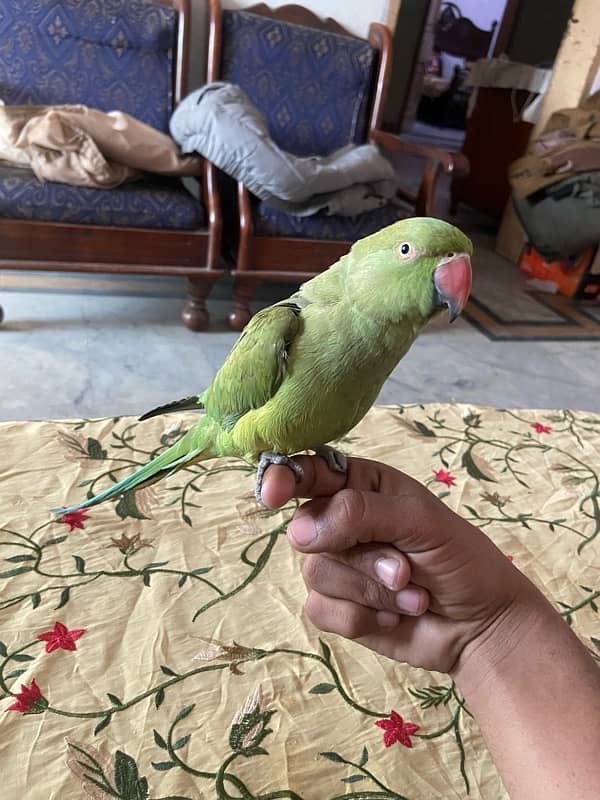 khatta parrot 4