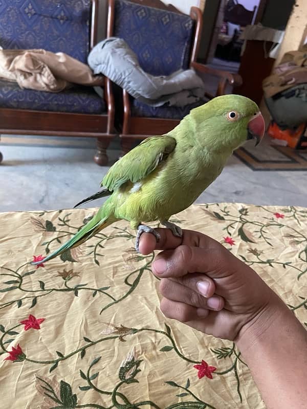 khatta parrot 5