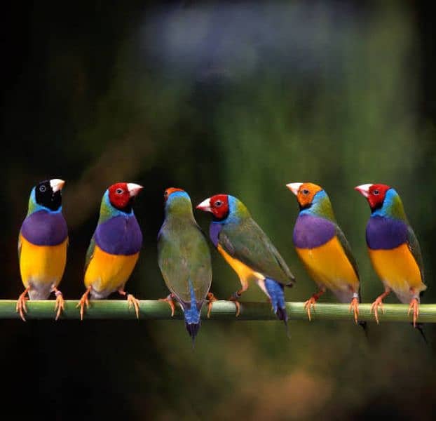 Common Gouldian Chicks Latino Dilute chicks available 6