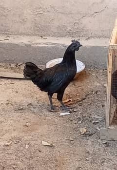 ayam cemani 5 month male