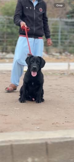 British labrador