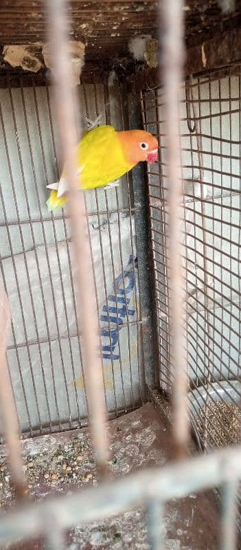 lutino pasnata red eyes, fisher lovebird 5