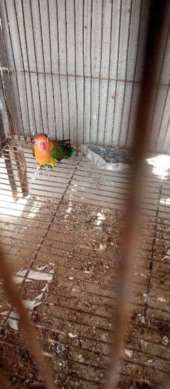 lutino pasnata red eyes, fisher lovebird 10