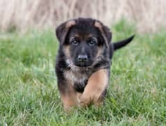 German shepherd Male available