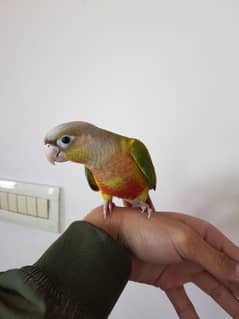 Tamed pineapple conure for sale