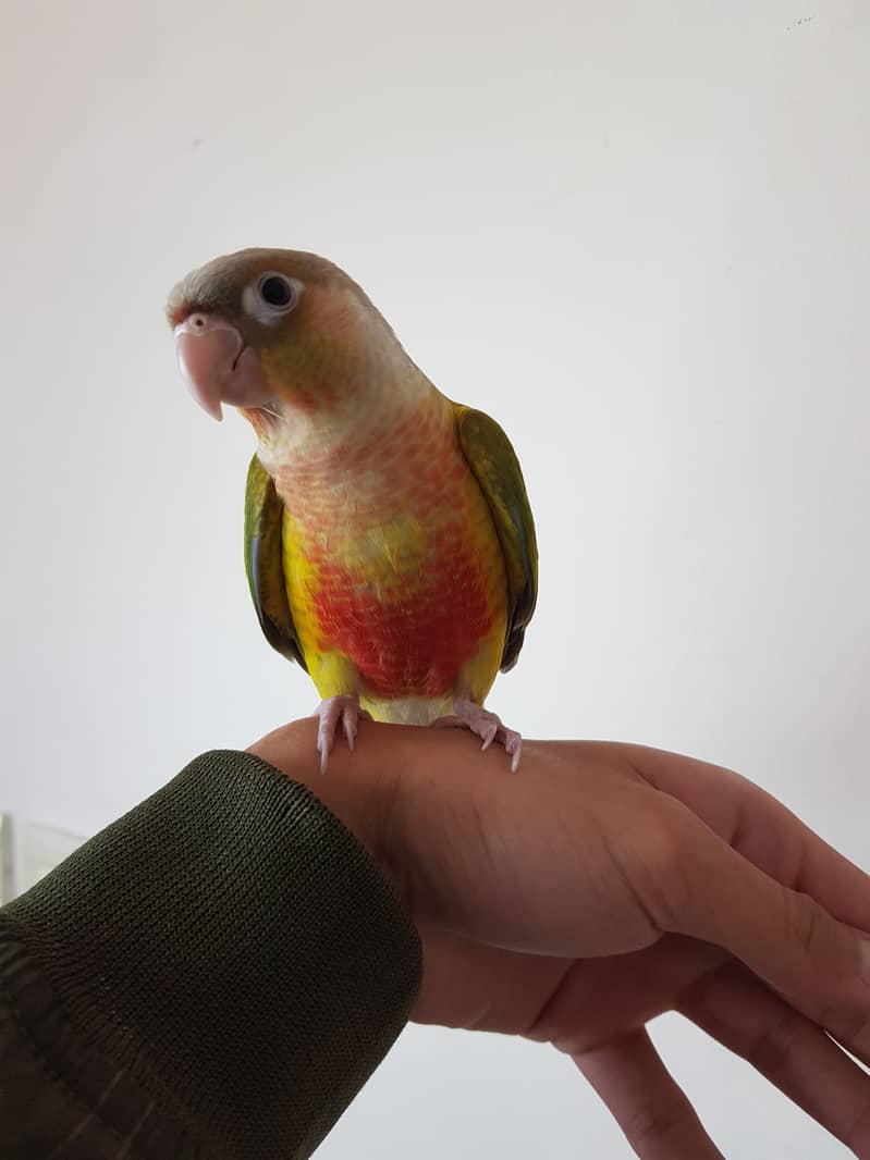 Tamed pineapple conure for sale 1