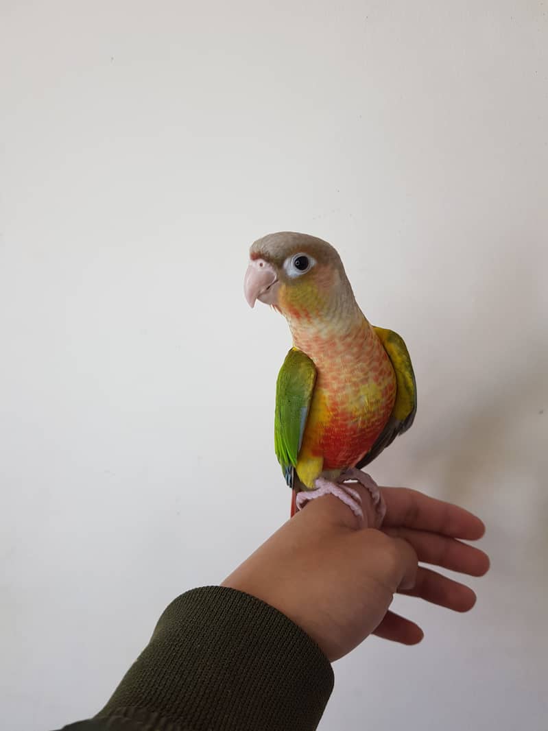 Tamed pineapple conure for sale 2