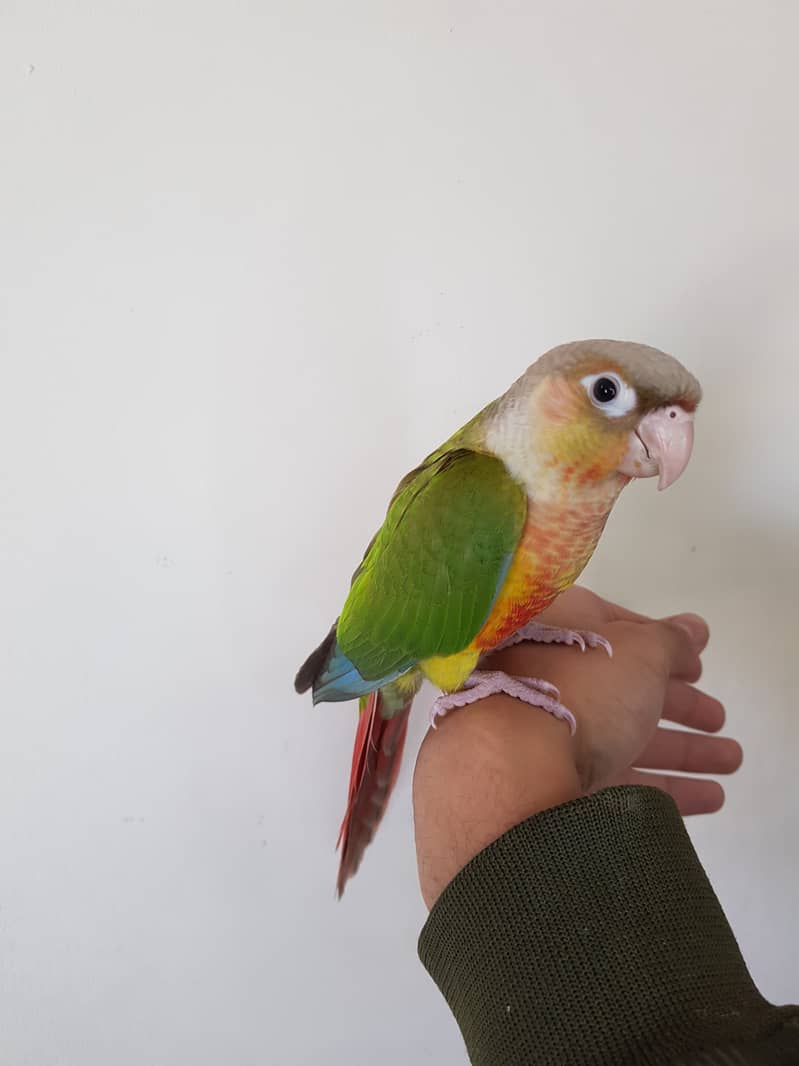 Tamed pineapple conure for sale 3