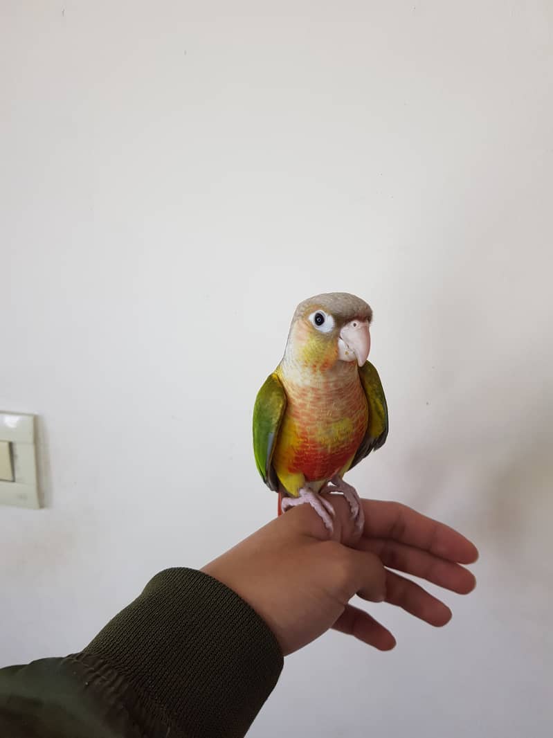 Tamed pineapple conure for sale 4