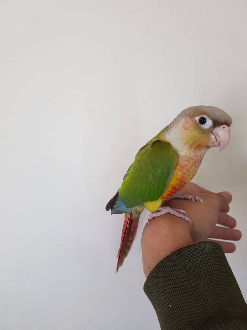 Tamed pineapple conure for sale 5