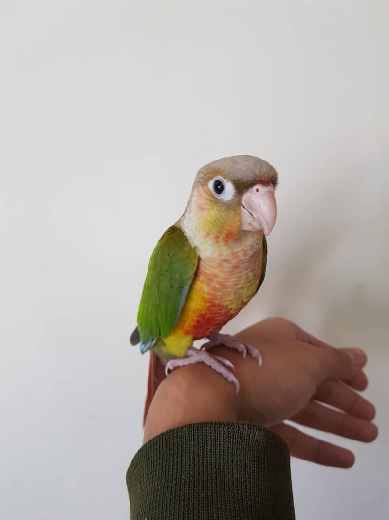 Tamed pineapple conure for sale 6