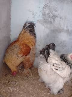 brahma chicks lemon coco and light brahma chicks urgent sale