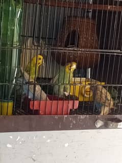 active and healthy beautiful bajari parrot