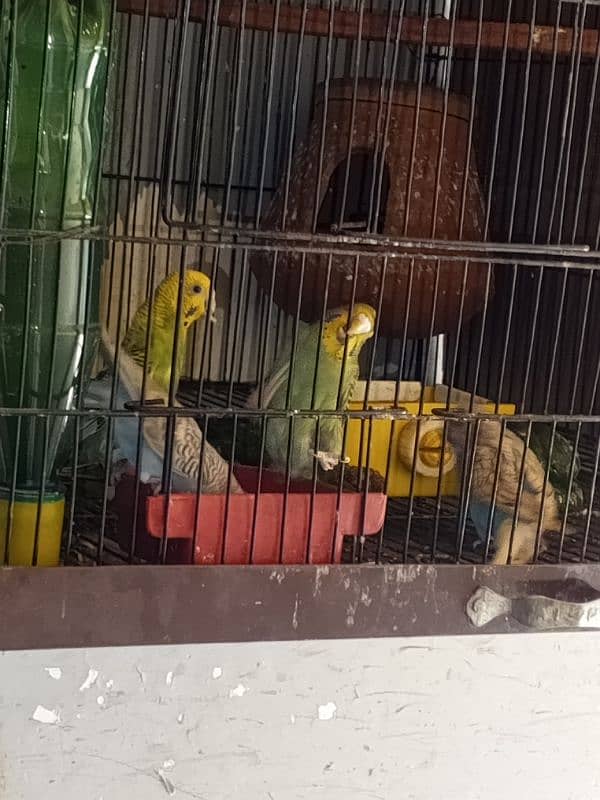 active and healthy beautiful bajari parrot 0