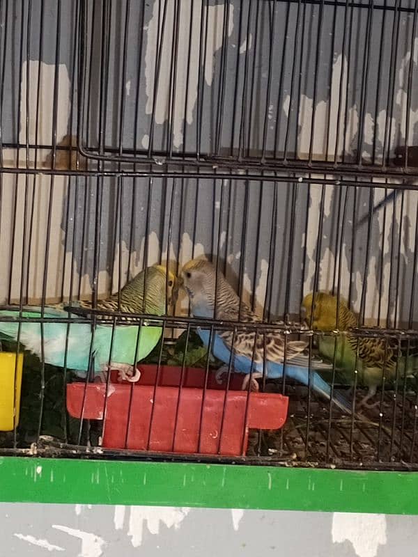 active and healthy beautiful bajari parrot 2