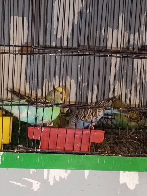 active and healthy beautiful bajari parrot 3