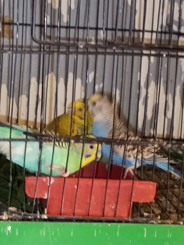 active and healthy beautiful bajari parrot 4