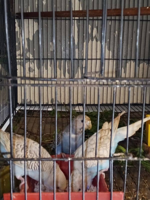 active and healthy beautiful bajari parrot 5